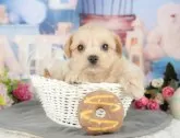 チワプー(トイプードル×チワワ)【千葉県・男の子・2025年3月31日・アプリコット】の写真11「犬舎見学ツアーも開催中！朝11時限定の予約制なので希望の方は「犬舎見学希望」とメッセージ下さい😊」
