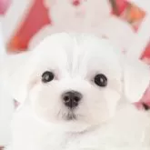 マルチーズ【千葉県・女の子・2025年9月9日・ホワイト】の写真11「犬舎見学ツアーも開催中！朝11時限定の予約制なので希望の方は「犬舎見学希望」とメッセージ下さい😊」