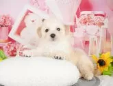 ビションプー(トイプードル×ビションフリーゼ)【千葉県・男の子・2025年2月5日・クリーム】の写真8「一度の見学で複数の子犬が見学ができます🐶🐶兄妹ちゃんや他の子同士でもOK！🙆」
