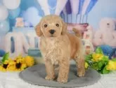 トイプードル(トイ)【千葉県・男の子・2025年5月18日・アプリコット】の写真11「犬舎見学ツアーも開催中！朝11時限定の予約制なので希望の方は「犬舎見学希望」とメッセージ下さい😊」