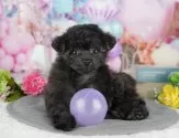 チワプー(トイプードル×チワワ)【千葉県・女の子・2025年3月20日・ブリンドル】の写真11「犬舎見学ツアーも開催中！朝11時限定の予約制なので希望の方は「犬舎見学希望」とメッセージ下さい😊」
