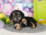 チワックス(チワワ×ダックスフンド)【千葉県・女の子・2025年6月19日・ブラック&タン】の写真11「犬舎見学ツアーも開催中！朝11時限定の予約制なので希望の方は「犬舎見学希望」とメッセージ下さい😊」