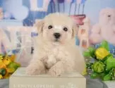 マルプー(マルチーズ×トイプードル)【千葉県・男の子・2025年10月24日・クリーム】の写真11「犬舎見学ツアーも開催中！朝11時限定の予約制なので希望の方は「犬舎見学希望」とメッセージ下さい😊」