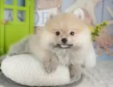 ポメラニアン【千葉県・男の子・2025年9月22日・クリーム】の写真11「犬舎見学ツアーも開催中！朝11時限定の予約制なので希望の方は「犬舎見学希望」とメッセージ下さい😊」