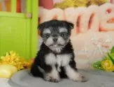 チワマル(マルチーズ×チワワ)【千葉県・女の子・2025年8月22日・ブラックタン】の写真11「犬舎見学ツアーも開催中！朝11時限定の予約制なので希望の方は「犬舎見学希望」とメッセージ下さい😊」