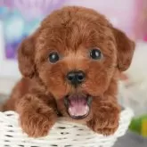 トイプードル(トイ)【千葉県・女の子・2025年9月18日・レッド】の写真11「犬舎見学ツアーも開催中！朝11時限定の予約制なので希望の方は「犬舎見学希望」とメッセージ下さい😊」