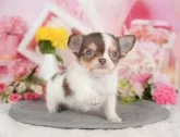 チワワ(ロング)【千葉県・男の子・2025年5月17日・チョコレートタン&ホワイト】の写真10「犬舎見学ツアーも開催中！朝11時限定の予約制なので希望の方は「犬舎見学希望」とメッセージ下さい😊」