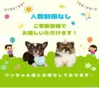 タイニープードル【千葉県・女の子・2025年3月6日・アプリコット】の写真13「ご家族みんなでご来店いただけます👪人数制限はありませんので皆さんでお越しください💖」