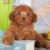 トイプードル(トイ)【千葉県・女の子・2025年8月23日・レッド】の写真14「専属獣医師さんによる健康診断実施済み！🏥もちろん健康診断書も付いてます🌟」