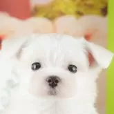 マルチーズ【千葉県・女の子・2025年9月9日・ホワイト】の写真15