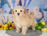 マルプー(マルチーズ×トイプードル)【千葉県・男の子・2025年9月19日・アプリコット】の写真15「愛知＆広島限定🐶先着100名！どうぶつサポート料無料!!」