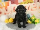 トイプードル(トイ)【千葉県・男の子・2025年2月22日・ブラック】の写真11「犬舎見学ツアーも開催中！朝11時限定の予約制なので希望の方は「犬舎見学希望」とメッセージ下さい😊」