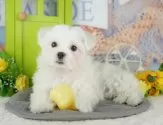 マルチーズ【千葉県・男の子・2025年10月8日・ホワイト】の写真15「この子が気になった方は、[[この子犬の見学希望]]ボタンからお気軽にお問い合わせ下さい🎅🎄」