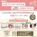 ヨークシャーテリア【千葉県・女の子・2025年6月25日・スティールブルー&タン】の写真15「愛知＆広島限定🐶先着100名！どうぶつサポート料無料!!」