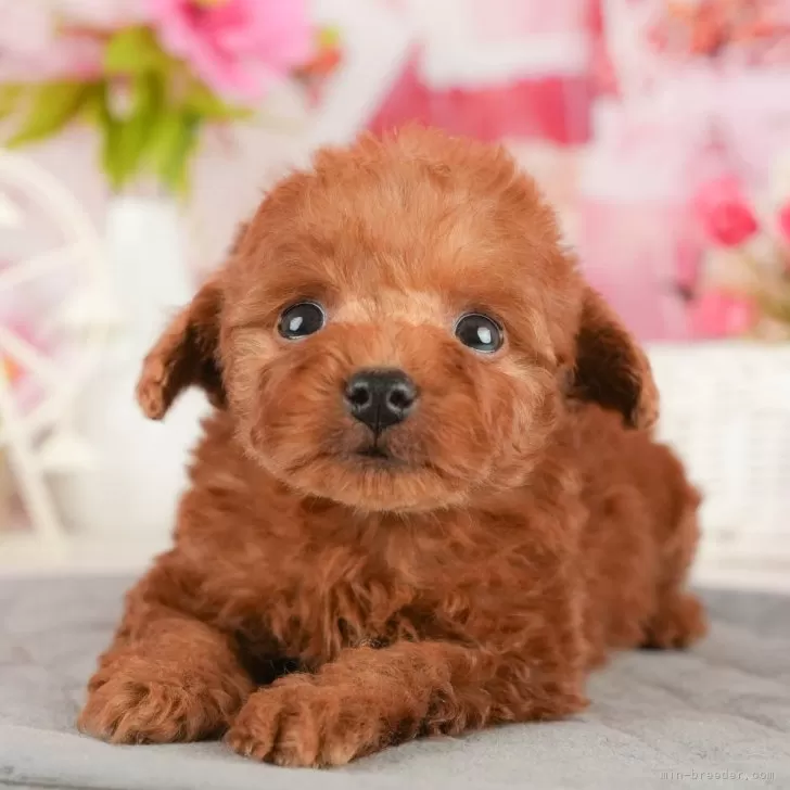 ID:2501-05783の子犬
