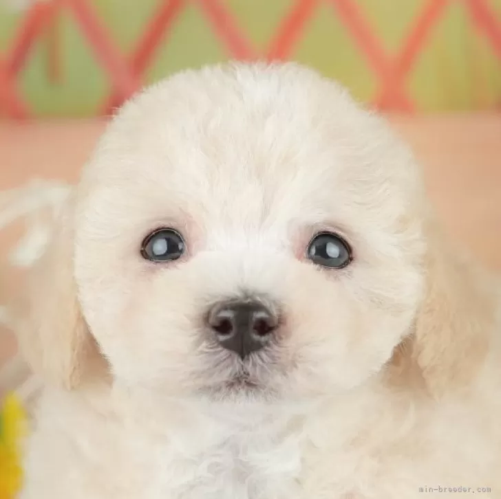 ID:2504-00301の子犬