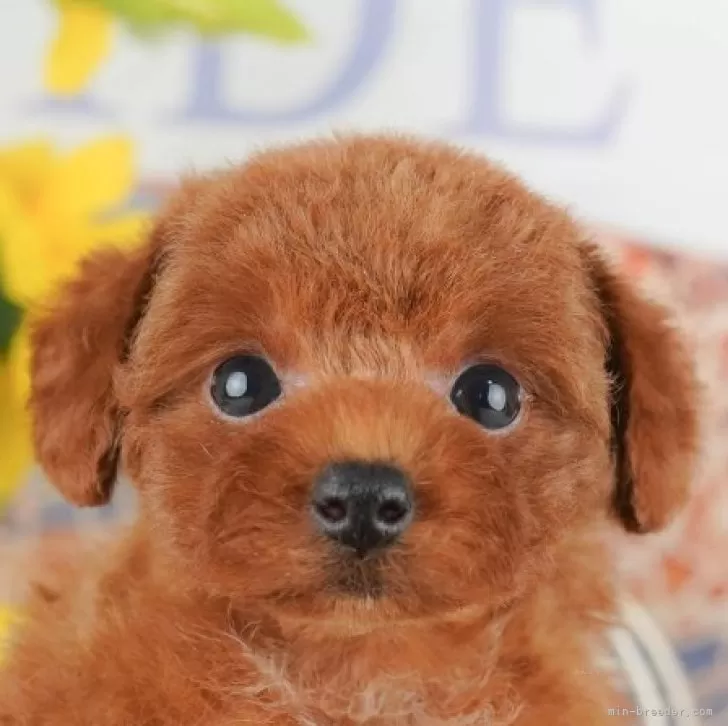ID：2509-04831の子犬