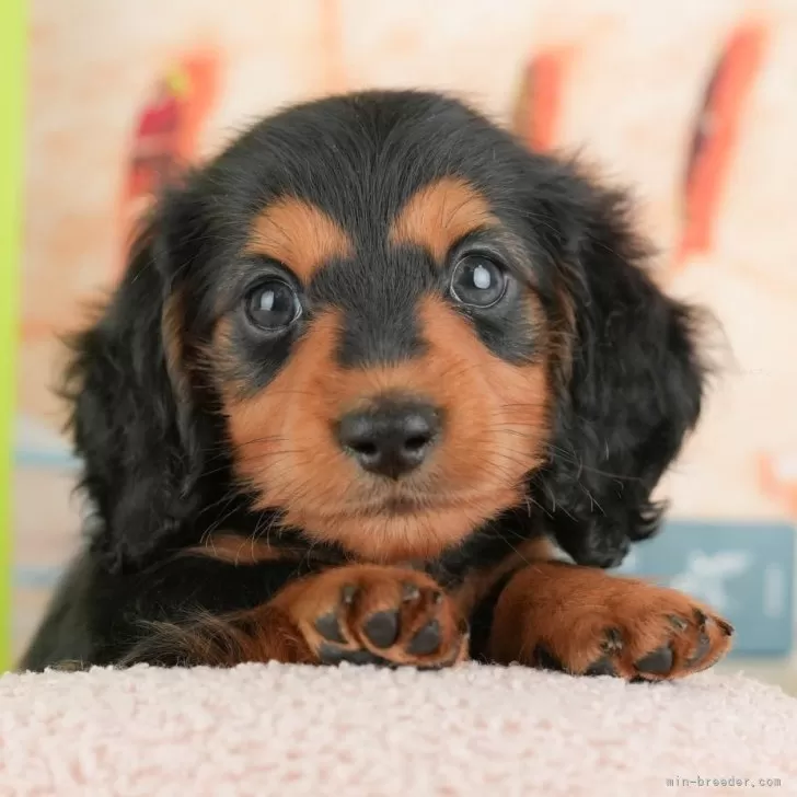 M.S 様のお迎えした子犬