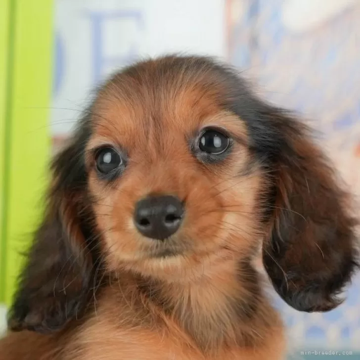 ID：2511-04969の子犬