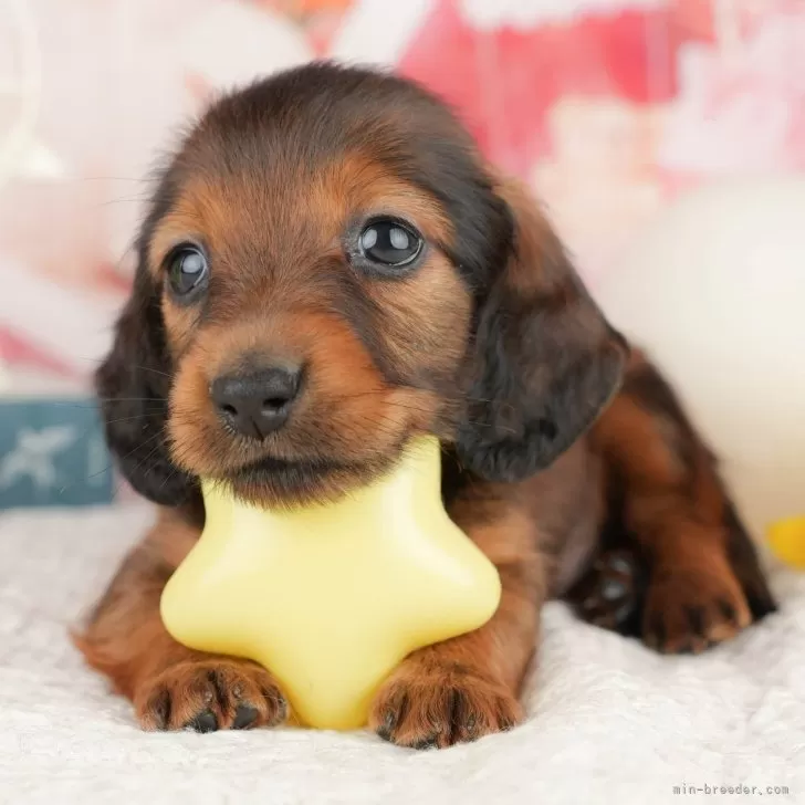 ムラ 様のお迎えした子犬