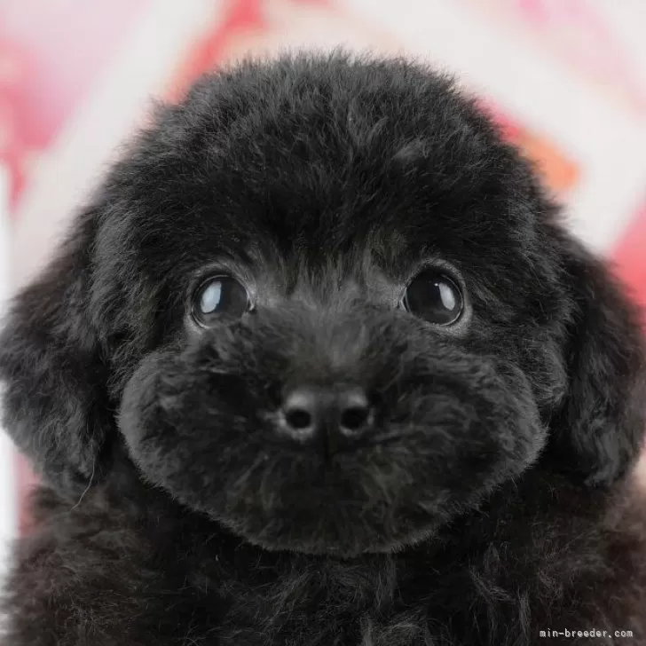 トイプードル(トイ)【千葉県・男の子・2025年9月6日・ブラック】の写真1「この子が気になった方は、[[この子犬の見学希望]]ボタンからお気軽にお問い合わせ下さい😊」