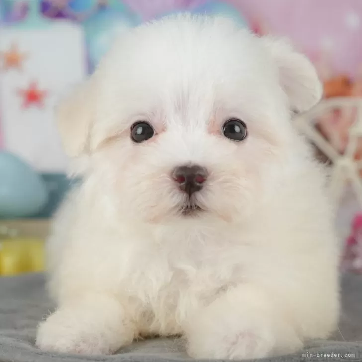 ID：2511-03542の子犬