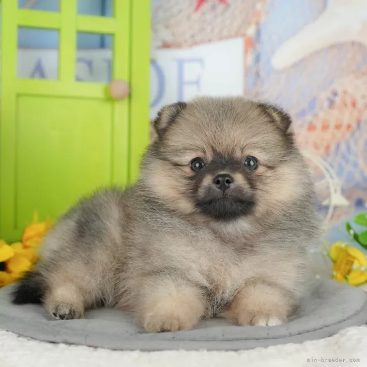 K 様のお迎えした子犬