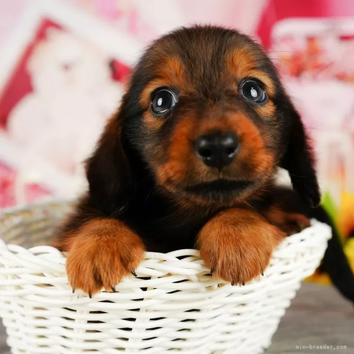 H.O 様のお迎えした子犬