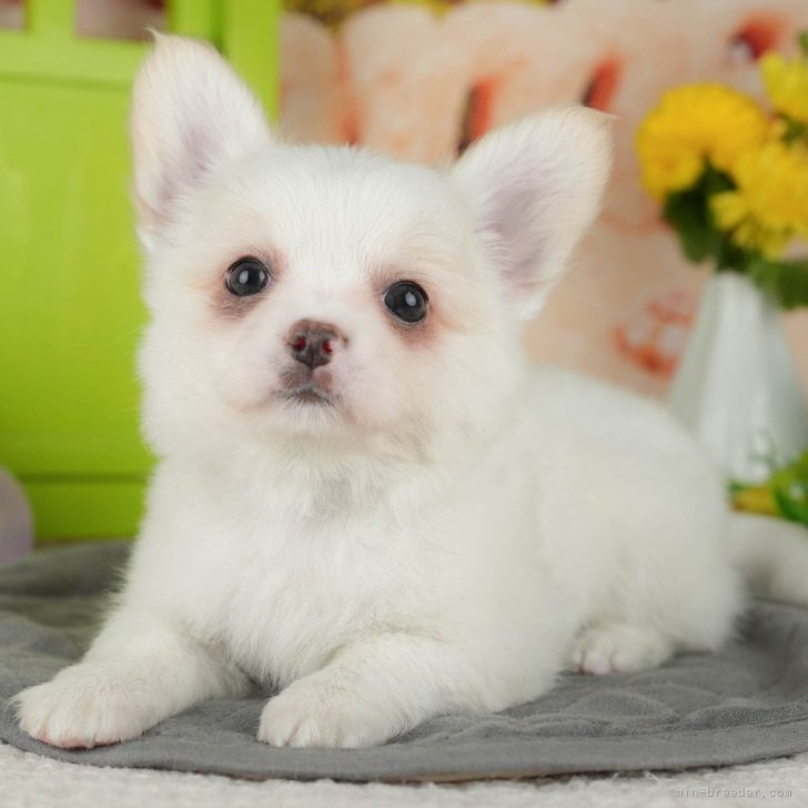 ブリーダー画像