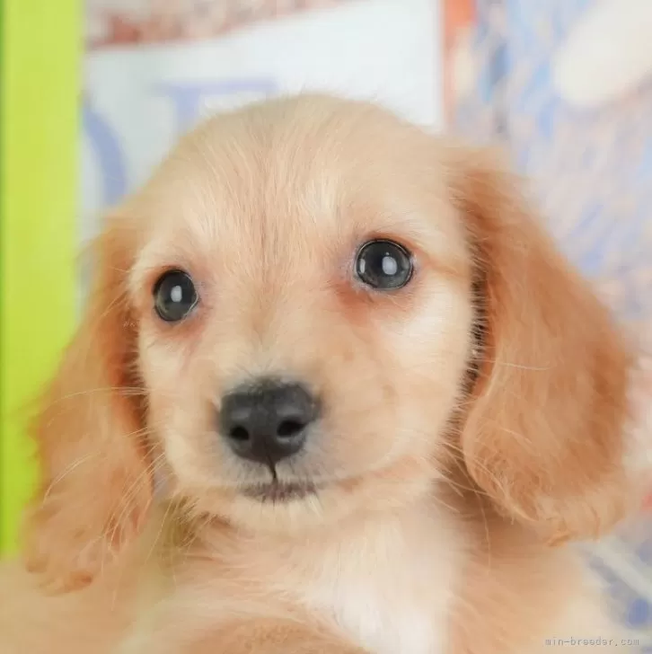 ミニチュアダックスフンド(ロング)【千葉県・女の子・2025年9月24日・イエロー】の写真1「この子が気になった方は、[[この子犬の見学希望]]ボタンからお気軽にお問い合わせ下さい😊」