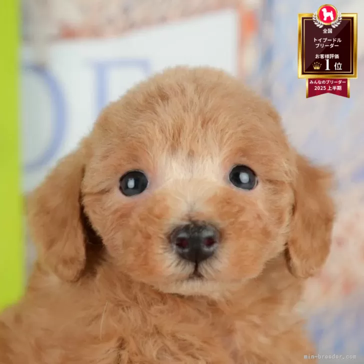 Y.E 様のお迎えした子犬