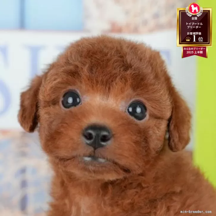 KT 様のお迎えした子犬