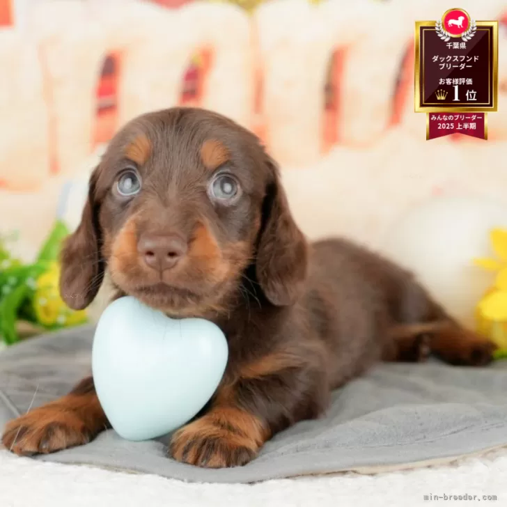 ID：2505-03403の子犬