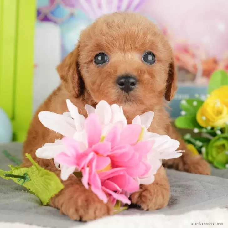 M.S 様のお迎えした子犬