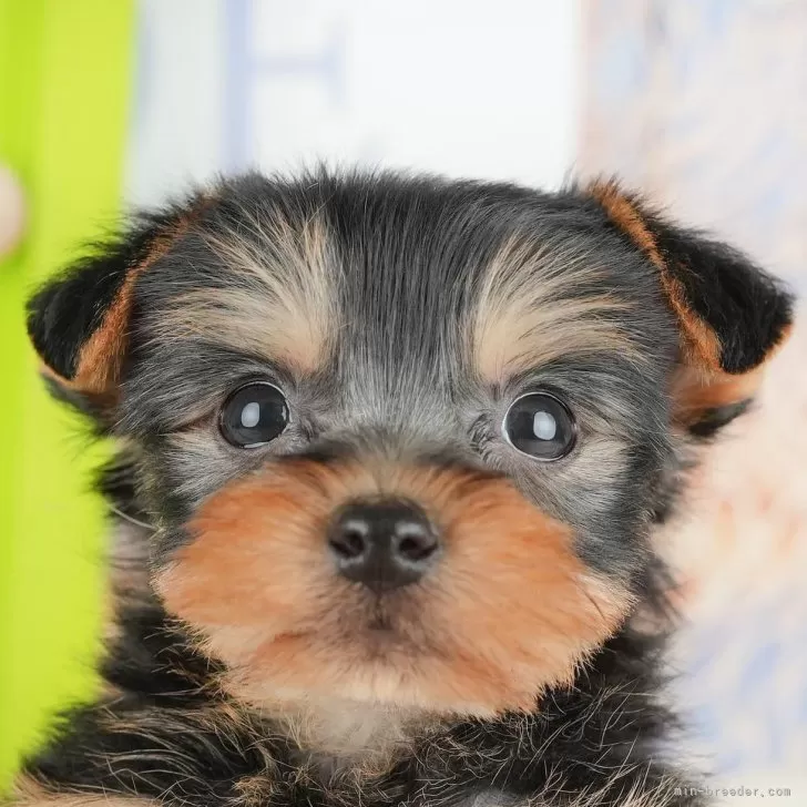 ID：2504-04050の子犬