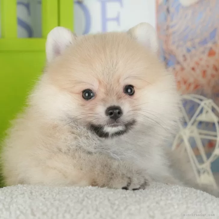 ポメラニアン【千葉県・男の子・2025年9月22日・クリーム】の写真1「この子が気になった方は、[[この子犬の見学希望]]ボタンからお気軽にお問い合わせ下さい😊」