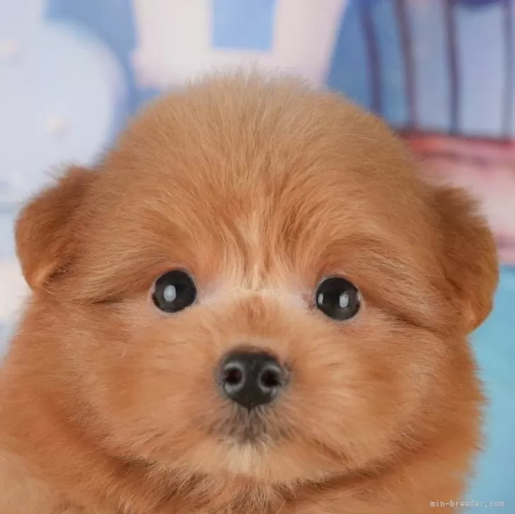 ID:2509-00742の子犬