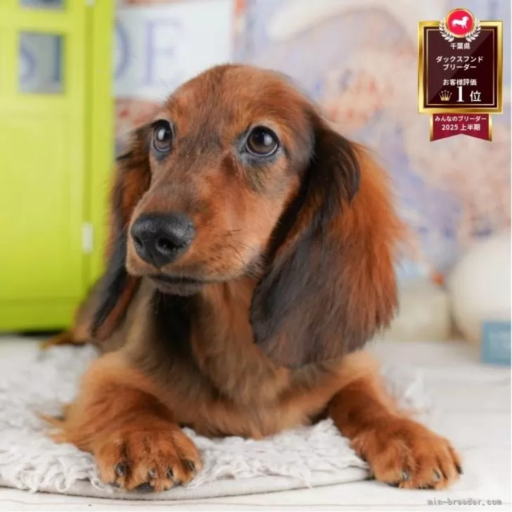 ID:2508-08073の子犬