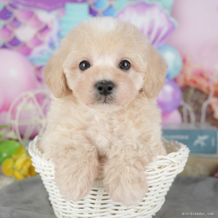 ブリーダー画像