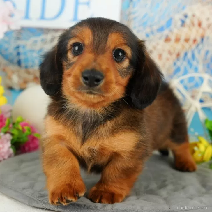 ID:2412-06574の子犬