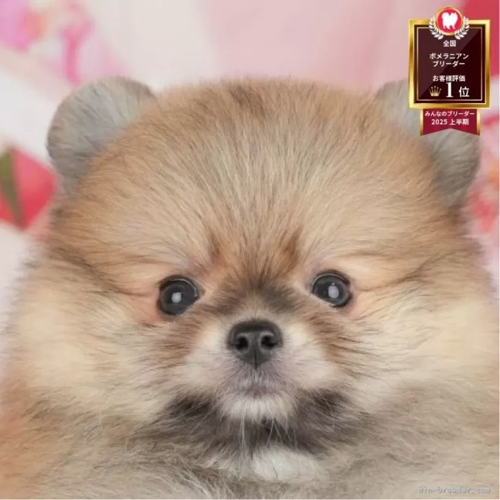 ID：2508-03729の子犬