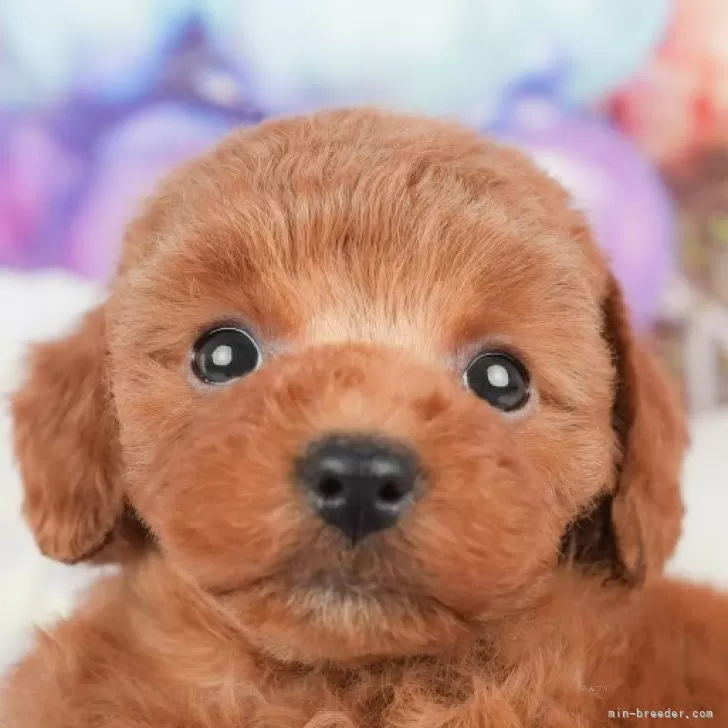 H.Y 様のお迎えした子犬