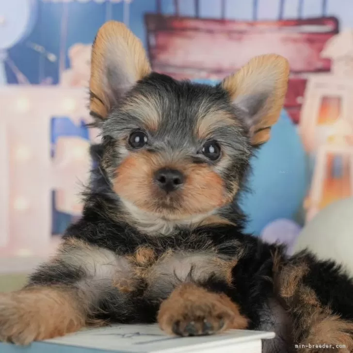 ID：2508-05695の子犬