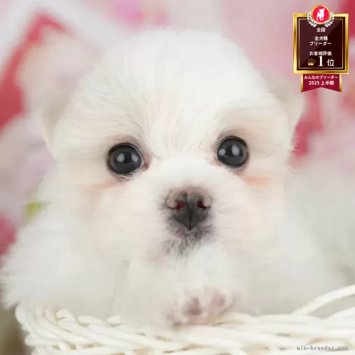 ID：2507-02540の子犬