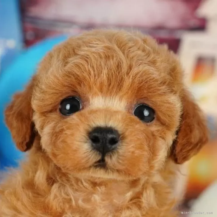 モカちゃん 様のお迎えした子犬