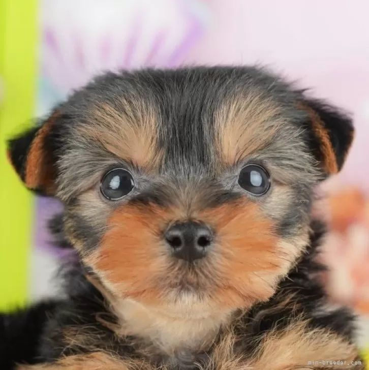 ID：2504-04052の子犬