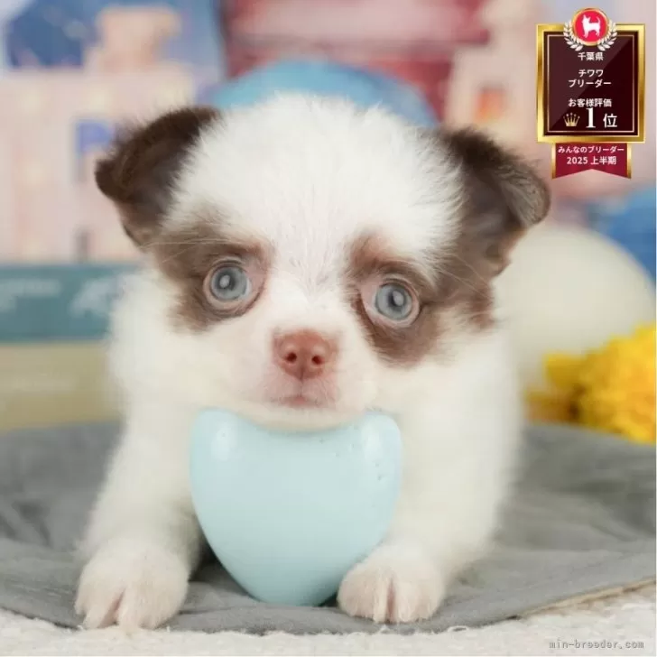 ID：2508-08106の子犬