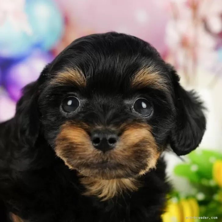 ID:2412-04786の子犬