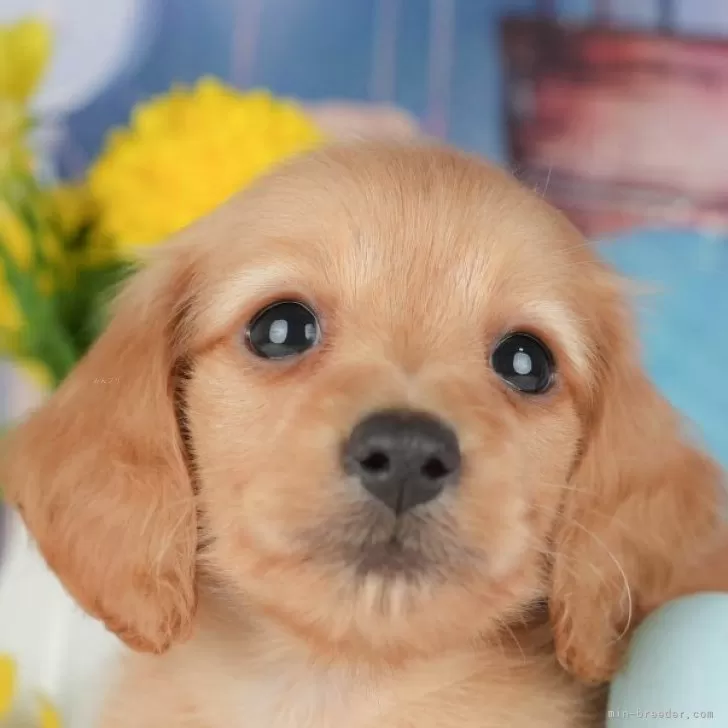 ID：2511-01161の子犬