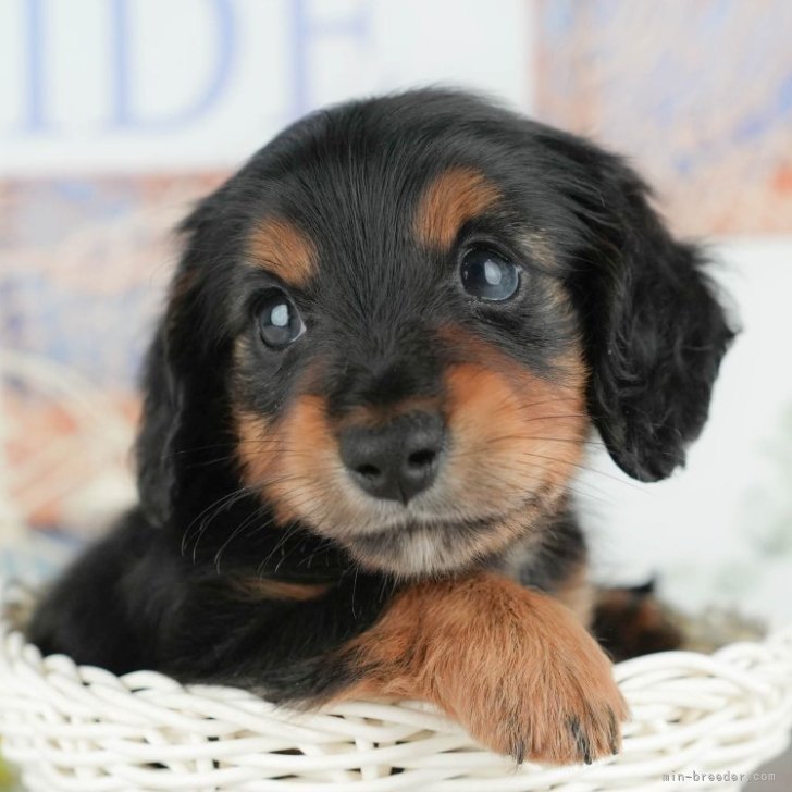 ブリーダー画像